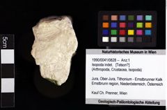 Foto (Objket + Etiketten) von Isopoda indet. 